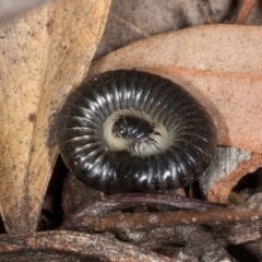 Ommatoiulus moreleti at Higgins, ACT - 8 May 2024 by AlisonMilton