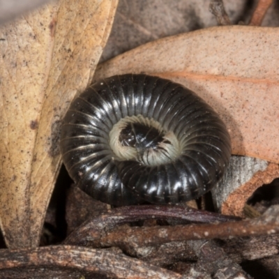 Ommatoiulus moreleti at Higgins, ACT - 8 May 2024 by AlisonMilton