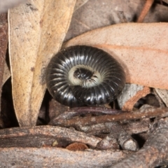 Juliformia sp. (superorder) at Higgins, ACT - 8 May 2024 10:45 AM