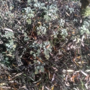 Marrubium vulgare at Cooma North Ridge Reserve - 14 May 2024