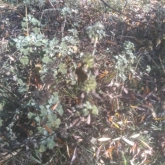 Marrubium vulgare at Cooma North Ridge Reserve - 14 May 2024