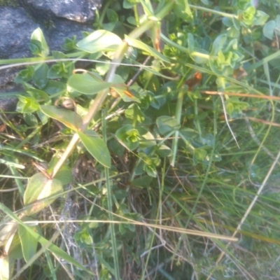 Lysimachia arvensis (Scarlet Pimpernel) at Cooma, NSW - 14 May 2024 by mahargiani