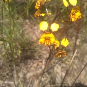 Diuris semilunulata at Cooma, NSW - 10 Nov 2022