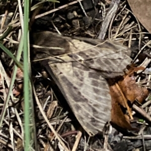 Oxycanus (genus) at Aranda, ACT - 12 May 2024