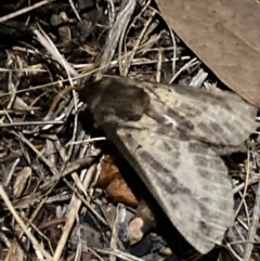 Oxycanus (genus) at Aranda, ACT - 12 May 2024