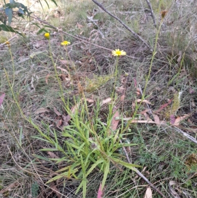 Senecio madagascariensis (Madagascan Fireweed, Fireweed) at Glen Allen, NSW - 1 Apr 2024 by JBrickhill