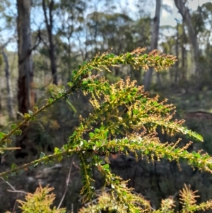 Acacia pravissima at Glen Allen, NSW - 1 Apr 2024 03:05 PM