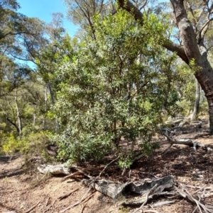 Persoonia silvatica at Glen Allen, NSW - 1 Apr 2024 01:28 PM