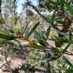 Persoonia silvatica at Glen Allen, NSW - 1 Apr 2024 01:28 PM