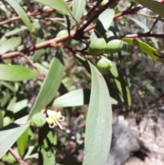 Persoonia silvatica at Glen Allen, NSW - 1 Apr 2024 01:28 PM