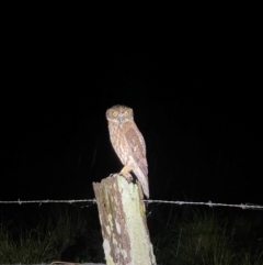 Ninox boobook (Southern Boobook) at Ulladulla, NSW - 2 May 2024 by EKLawler