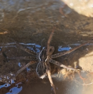 Dolomedes sp. (genus) at QPRC LGA - 24 Apr 2024