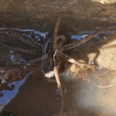 Dolomedes sp. (genus) at QPRC LGA - 24 Apr 2024