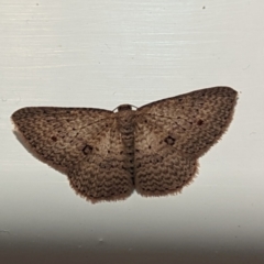 Epicyme rubropunctaria (Red-spotted Delicate) at Lions Youth Haven - Westwood Farm A.C.T. - 14 May 2024 by HelenCross