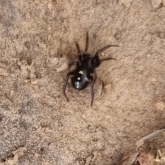 Habronestes sp. (genus) (An ant-eating spider) at QPRC LGA - 19 Apr 2024 by clarehoneydove