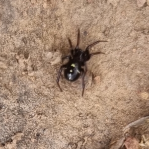 Habronestes sp. (genus) at QPRC LGA - suppressed