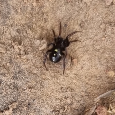 Habronestes sp. (genus) (An ant-eating spider) at QPRC LGA - 19 Apr 2024 by clarehoneydove