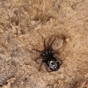 Habronestes sp. (genus) at QPRC LGA - suppressed