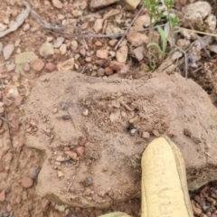 Habronestes sp. (genus) at QPRC LGA - suppressed