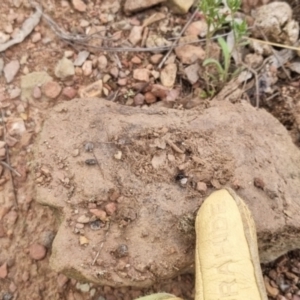 Habronestes sp. (genus) at QPRC LGA - suppressed