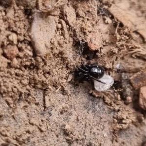 Habronestes sp. (genus) at QPRC LGA - suppressed