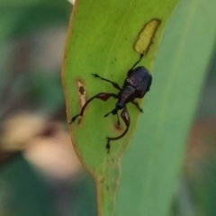 Euops sp. (genus) (A leaf-rolling weevil) at QPRC LGA - 13 Apr 2024 by clarehoneydove