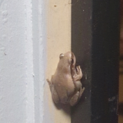 Unverified Frog at Kununurra, WA - 14 May 2024 by RobynHall