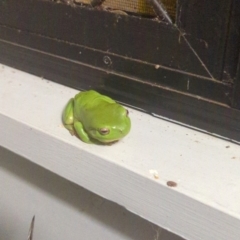 Unverified Frog at Kununurra, WA - 14 May 2024 by RobynHall