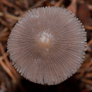 Coprinellus etc. at ANBG - 12 May 2024