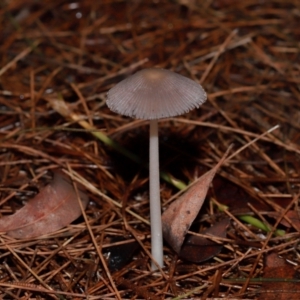 Coprinellus etc. at ANBG - 12 May 2024