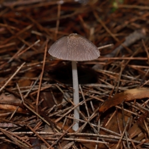 Coprinellus etc. at ANBG - 12 May 2024