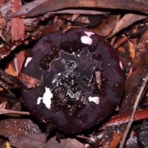 Russula sp. (genus) at ANBG - 12 May 2024 12:39 PM