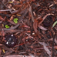 Russula sp. (genus) at ANBG - 12 May 2024 12:39 PM