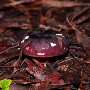 Russula sp. (genus) at ANBG - 12 May 2024 12:39 PM