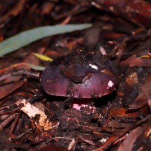 Russula sp. (genus) at ANBG - 12 May 2024 12:39 PM