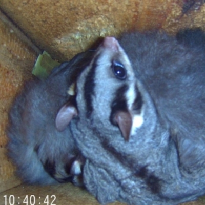 Petaurus norfolcensis (Squirrel Glider) at Charles Sturt University - 10 May 2024 by AlburyCityEnviros