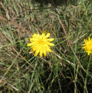 Runcinia acuminata at St Marks Grassland (SMN) - 12 Feb 2024 09:41 AM