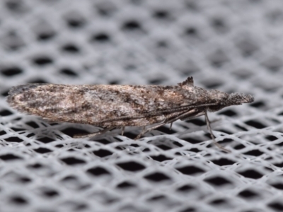 Acmosara (genus) (A Tortricid moth (Tortricinae)) by DianneClarke