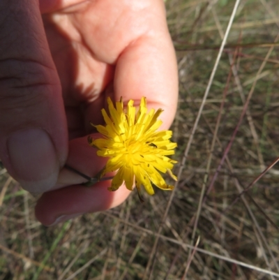 Dasytinae (subfamily) (Soft-winged flower beetle) at St Marks Grassland (SMN) - 12 Feb 2024 by julbell1