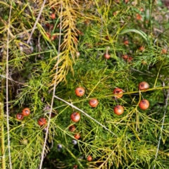 Asparagus officinalis (Asparagus) at Mount Ainslie - 15 May 2024 by abread111