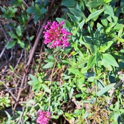 Centranthus ruber (Red Valerian, Kiss-me-quick, Jupiter's Beard) at Hackett, ACT - 15 May 2024 by abread111