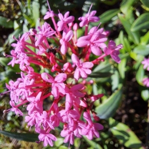 Centranthus ruber at Mount Majura - 15 May 2024 12:56 PM