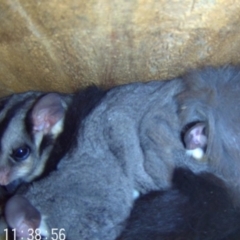 Petaurus norfolcensis (Squirrel Glider) at Albury - 10 May 2024 by AlburyCityEnviros