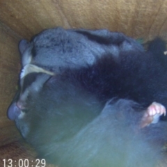 Petaurus norfolcensis (Squirrel Glider) at Charles Sturt University - 10 May 2024 by AlburyCityEnviros