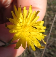 Dasytinae (subfamily) (Soft-winged flower beetle) at St Marks Grassland (SMN) - 7 Mar 2024 by julbell1