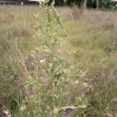 Tenodera australasiae (Purple-winged mantid) at Saint Marks Grassland - Barton ACT - 6 Mar 2024 by julbell1