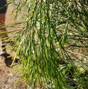 Exocarpos cupressiformis at Mount Majura - 15 May 2024 01:31 PM