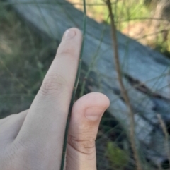 Allocasuarina verticillata (Drooping Sheoak) at Mount Majura - 15 May 2024 by Venture