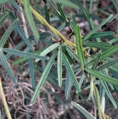 Glycine clandestina (Twining Glycine) at Mount Majura - 15 May 2024 by Venture