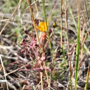 Hypericum gramineum at Mount Majura - 15 May 2024